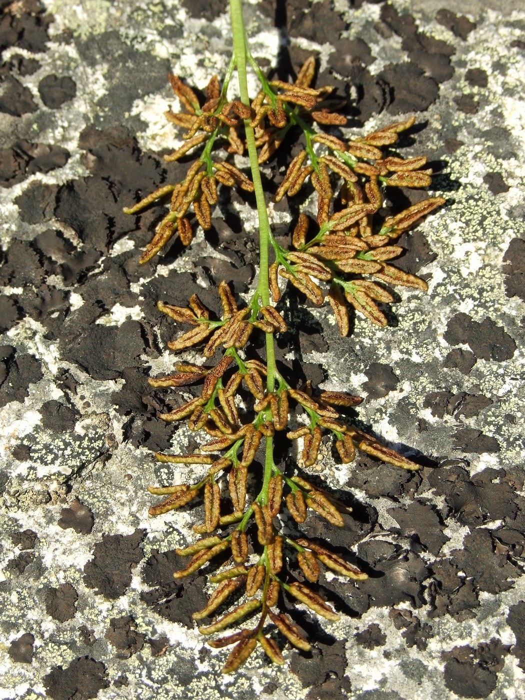 Image of Cryptogramma acrostichoides specimen.