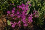genus Rhododendron
