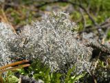Cladonia rangiferina