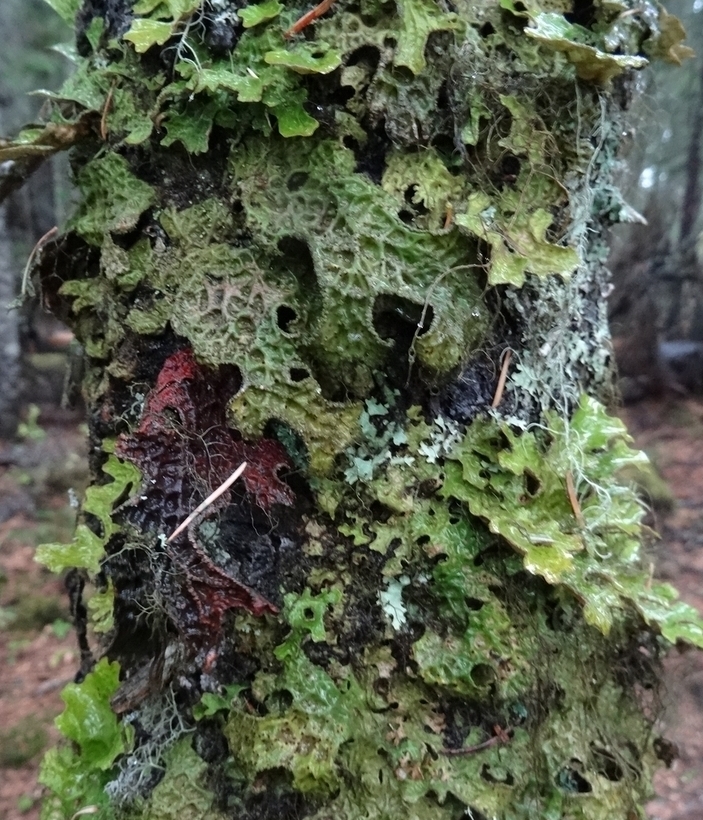 Изображение особи Lobaria pulmonaria.