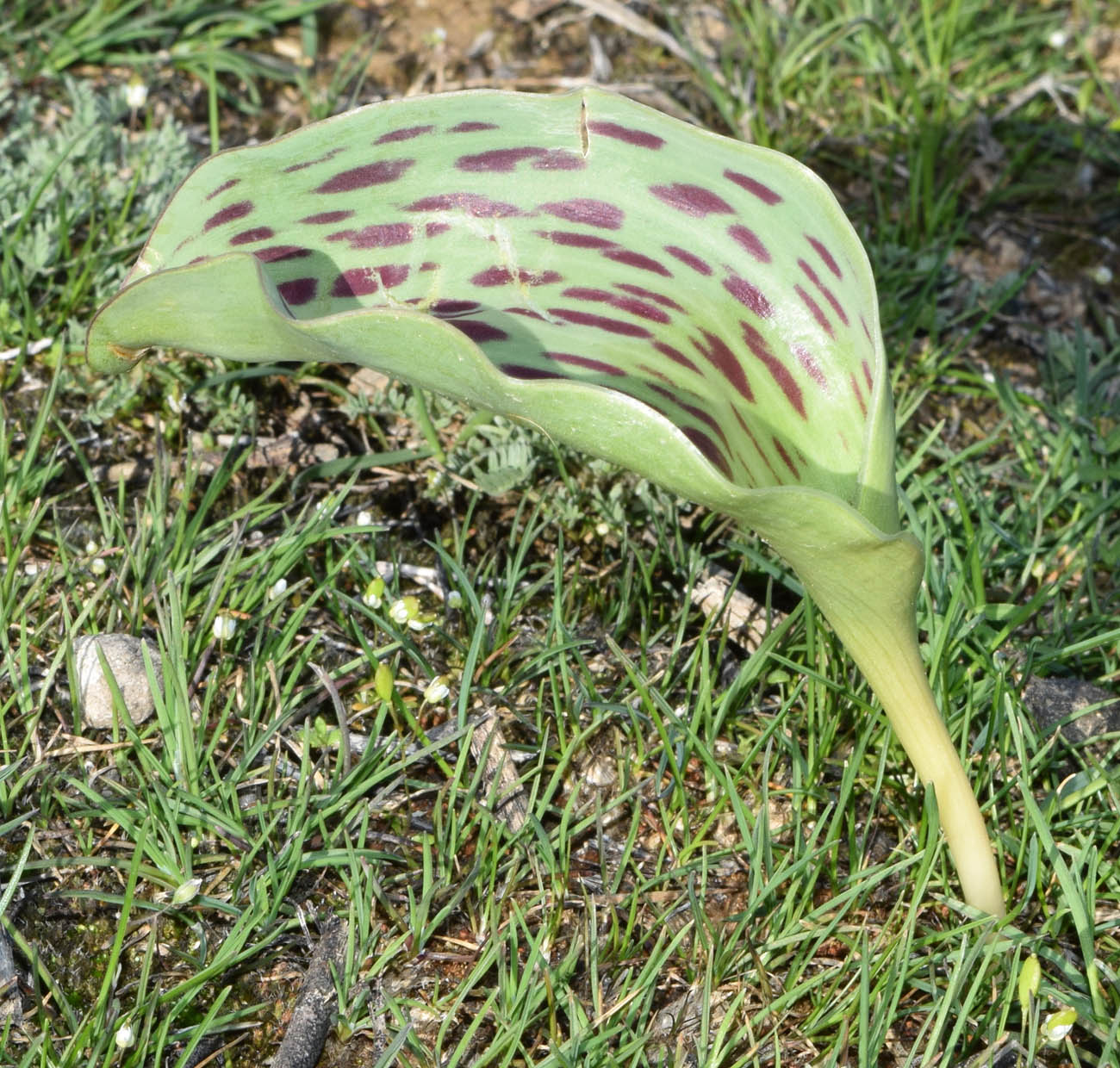 Изображение особи Tulipa greigii.