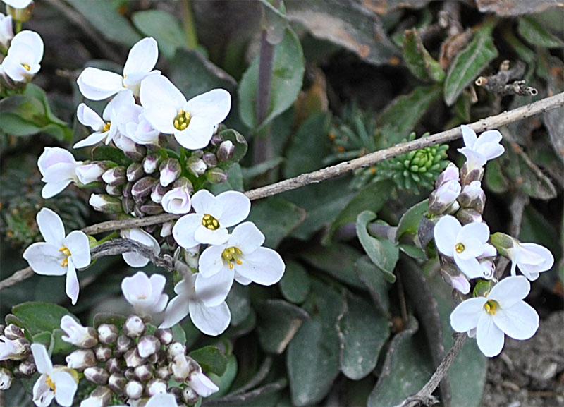 Image of Noccaea macrantha specimen.