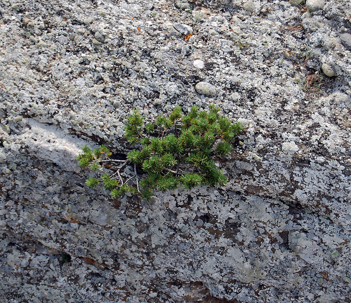 Image of Pinus sylvestris ssp. hamata specimen.