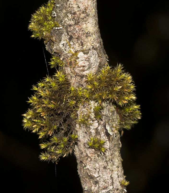 Image of Lewinskya speciosa specimen.