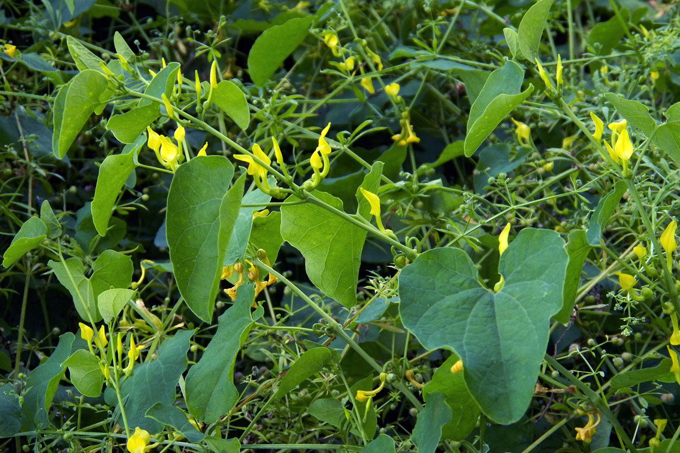 Image of Aristolochia clematitis specimen.