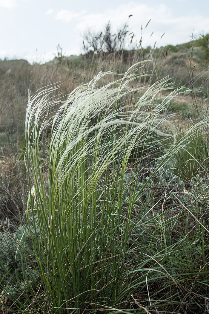 Image of genus Stipa specimen.