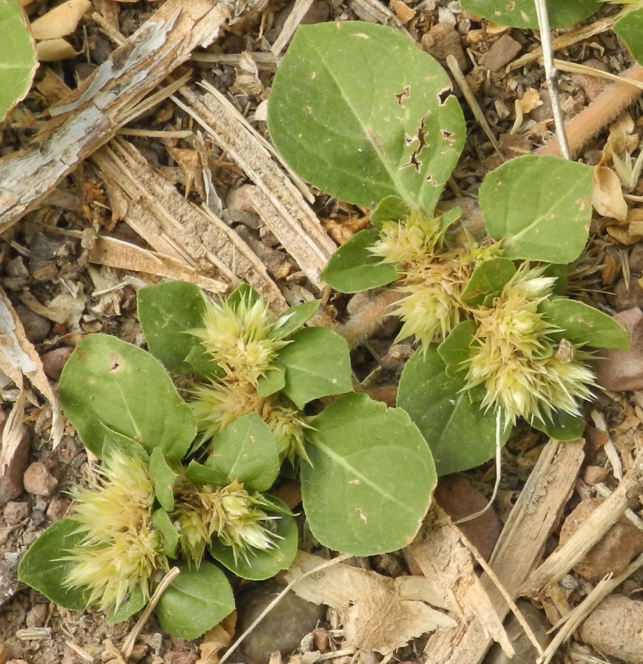 Image of Alternanthera pungens specimen.