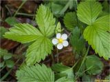 Fragaria vesca