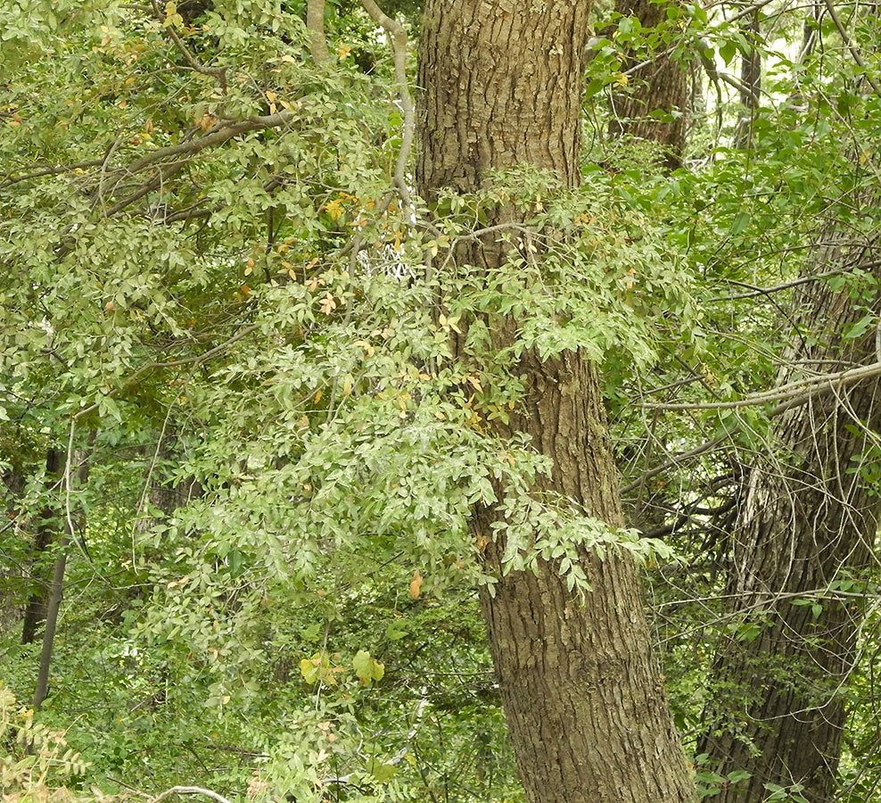 Изображение особи Nothofagus dombeyi.