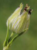 Melandrium latifolium. Чашечка с завязавшимся внутри плодом. Ростовская обл., Неклиновский р-н, Фёдоровское с/п, дол. р. Сухой Еланчик, на берегу, луг на склоне. 29.05.2017.