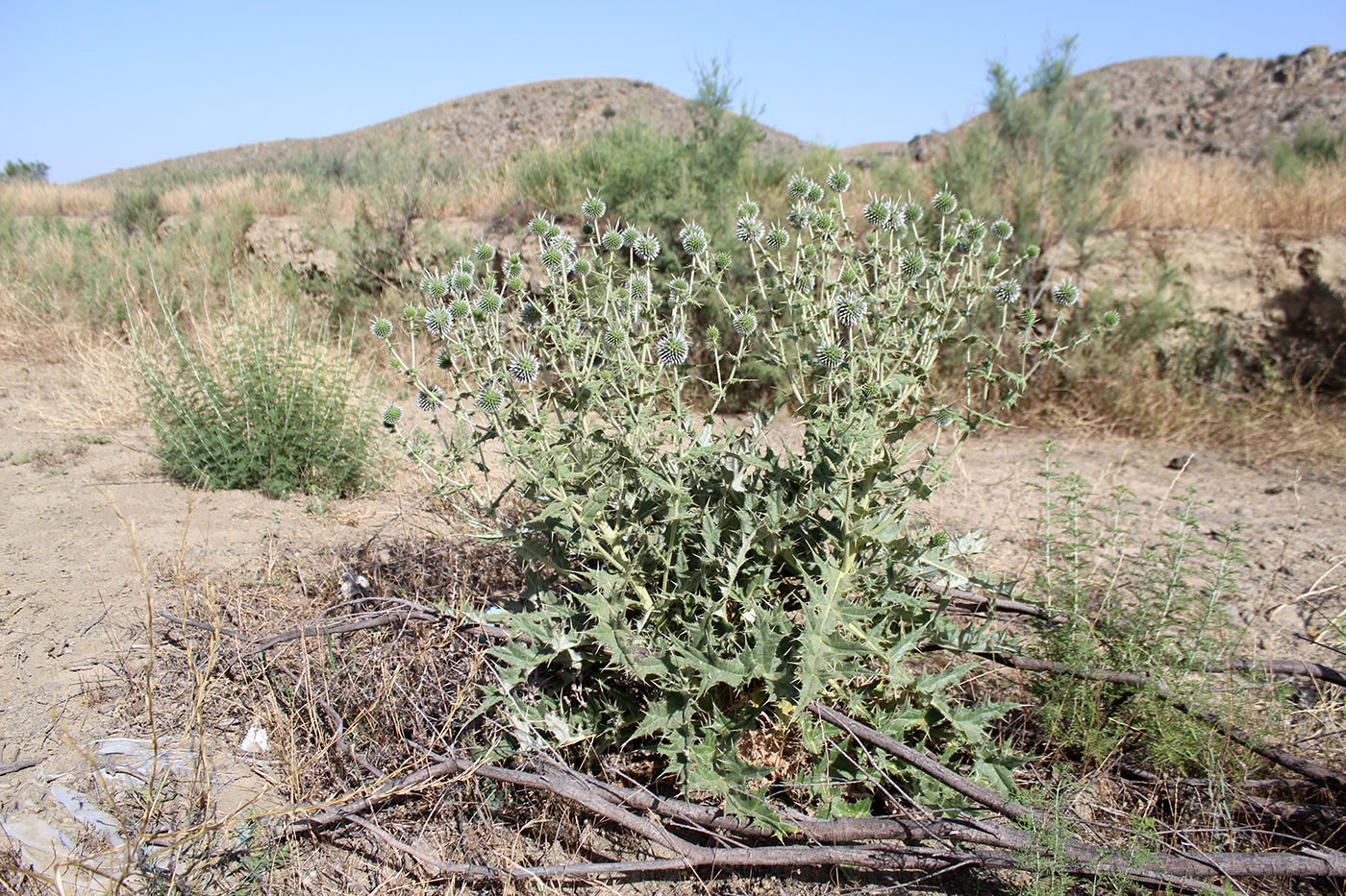 Image of genus Echinops specimen.