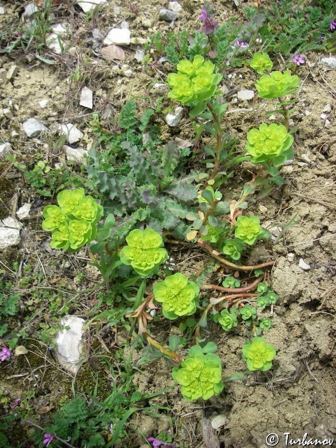 Image of Euphorbia helioscopioides specimen.