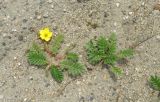 Potentilla anserina