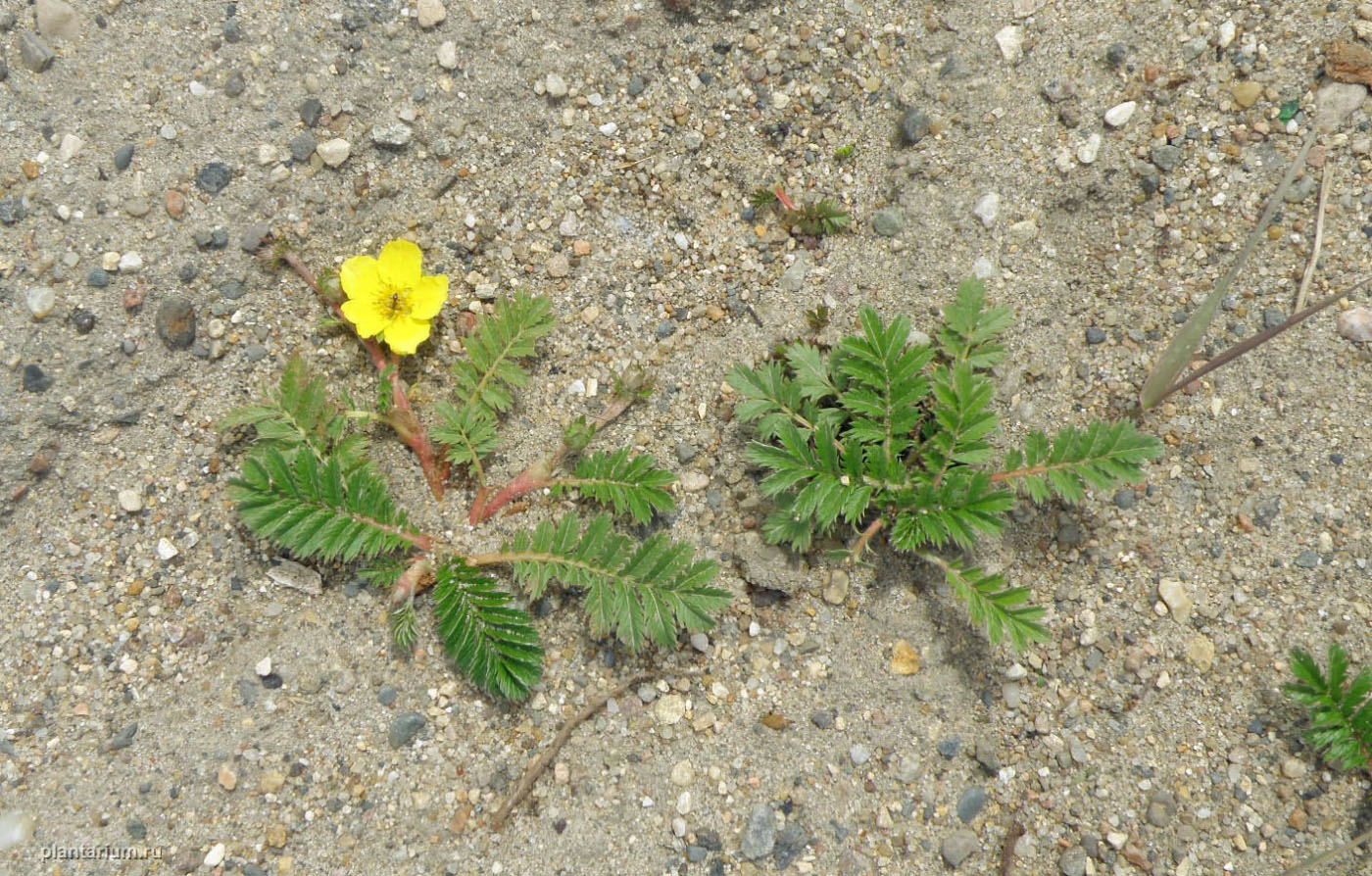 Изображение особи Potentilla anserina.