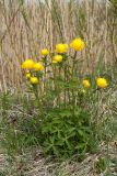Trollius europaeus. Цветущее растение. Ленинградская обл., Гатчинский р-н, окр. пос. Пудость, сыроватый луг на травертине на месте заброшенного карьера. 27.05.2017.
