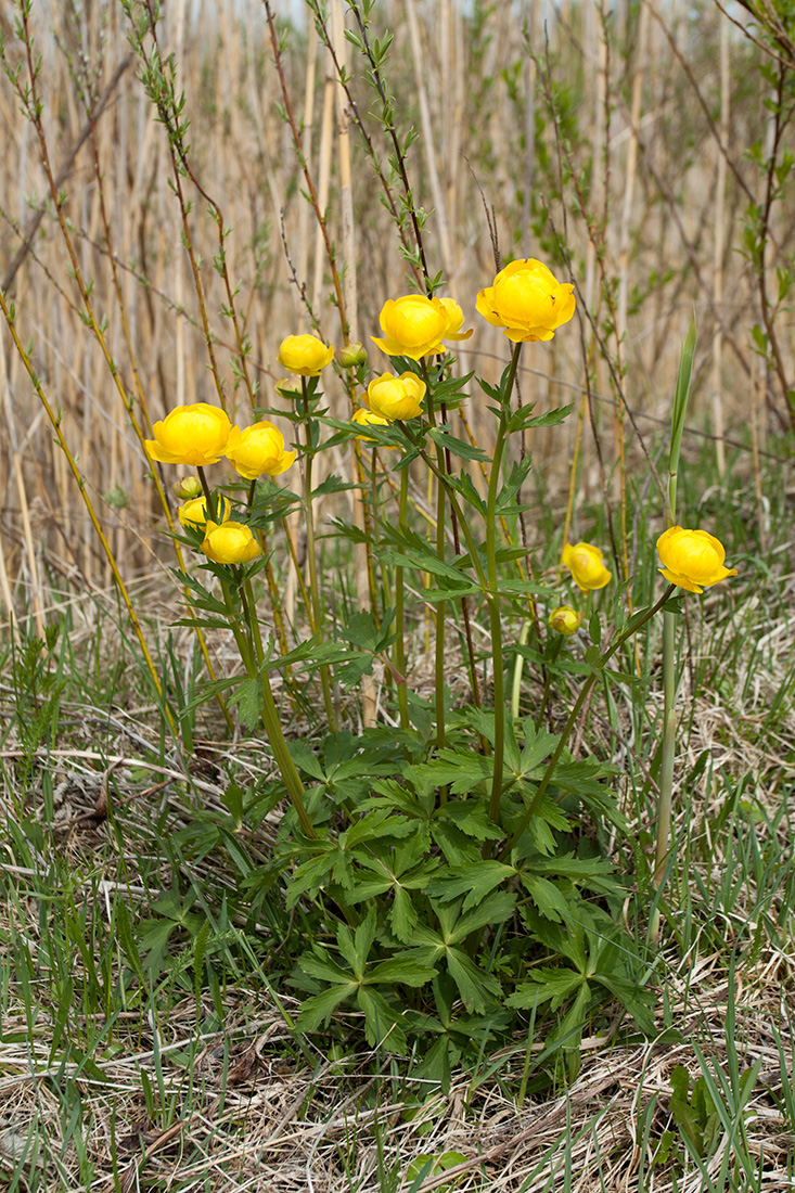 Изображение особи Trollius europaeus.