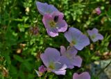 Oenothera speciosa. Цветки. Крым, Карадагский заповедник, биостанция, парк. 21.06.2017.