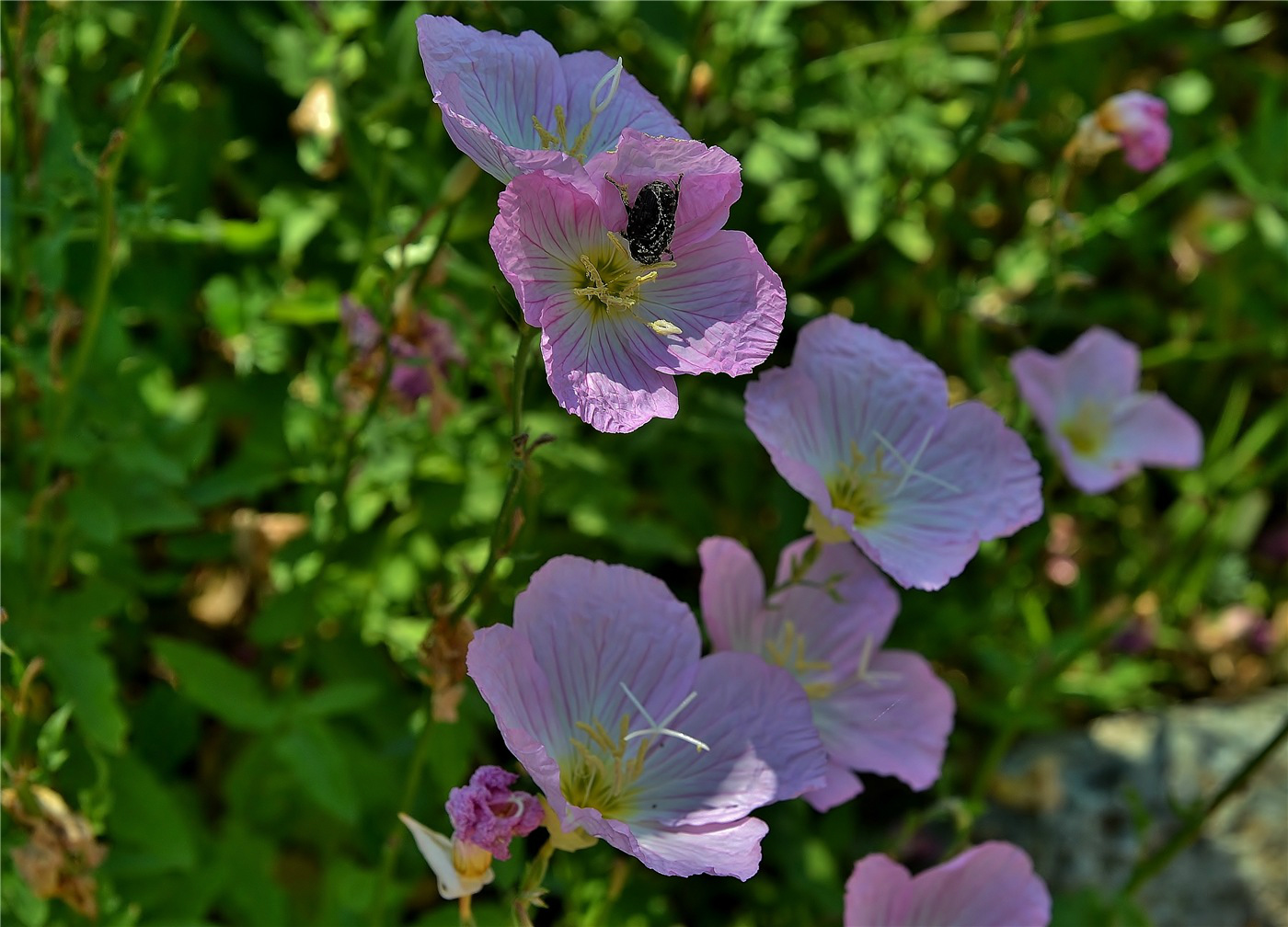 Изображение особи Oenothera speciosa.