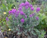 Oxytropis erecta