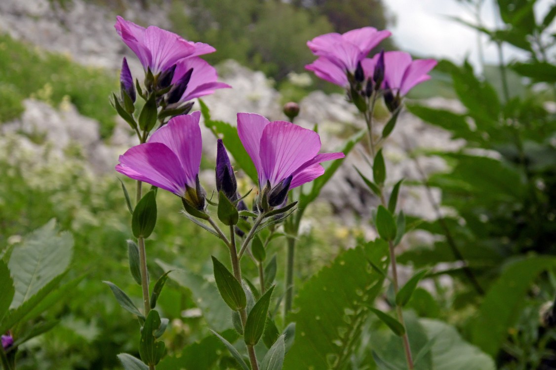 Image of Linum hypericifolium specimen.