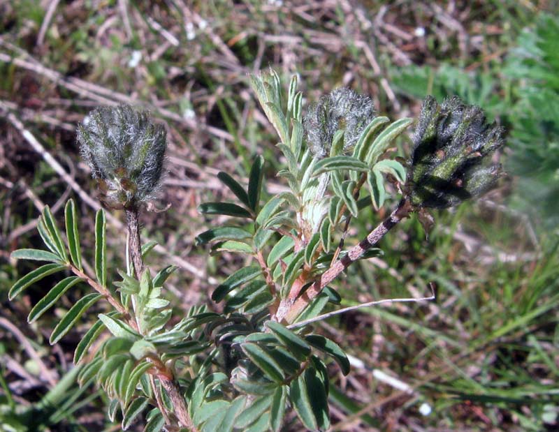 Image of genus Astragalus specimen.