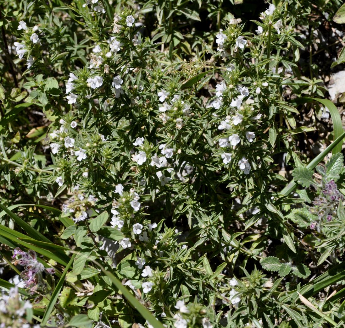 Изображение особи Satureja montana ssp. macedonica.