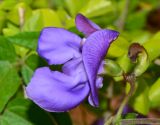 Vigna speciosa