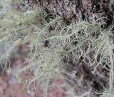 Usnea florida