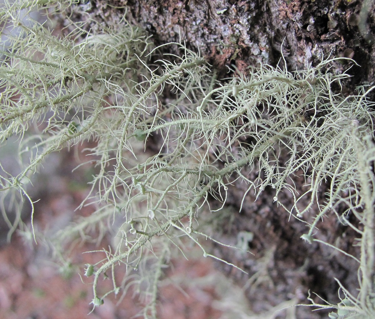 Image of Usnea florida specimen.