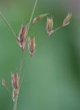 Juncus bufonius