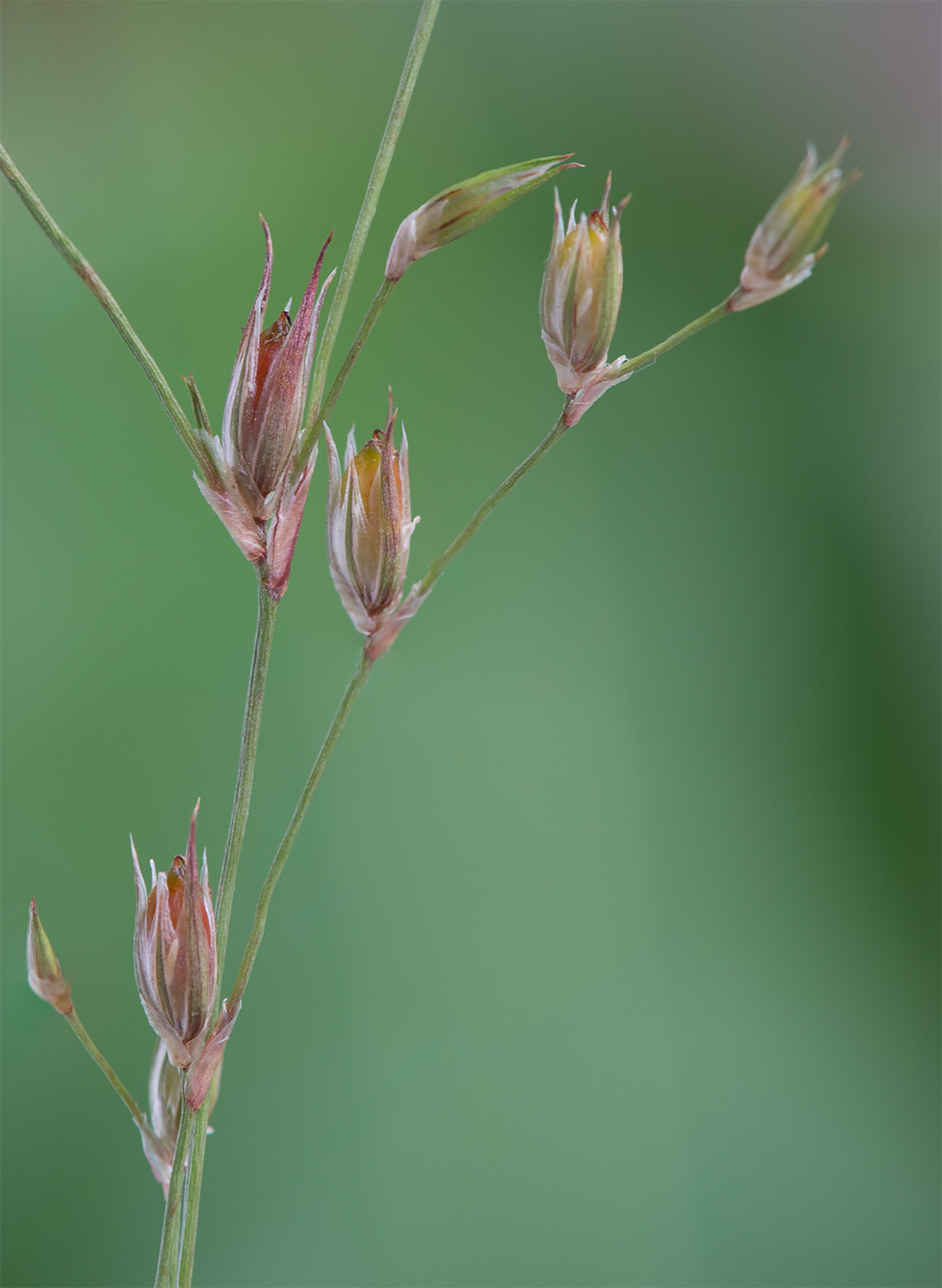 Изображение особи Juncus bufonius.