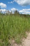 Calamagrostis epigeios. Заросли растений с развивающимися соцветиями. Псковская обл., Опочецкий р-н, 393 км шоссе М20, суходольный луг на старой залежи, у обочины дороги. 09.07.2017.