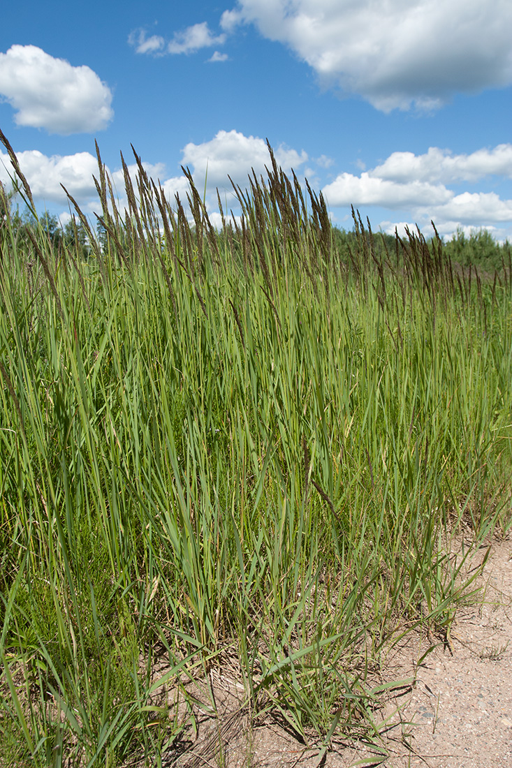 Изображение особи Calamagrostis epigeios.