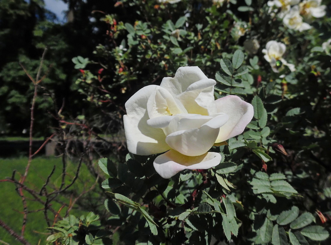 Image of Rosa spinosissima specimen.
