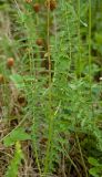 Filipendula vulgaris