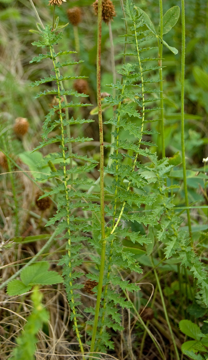 Image of Filipendula vulgaris specimen.