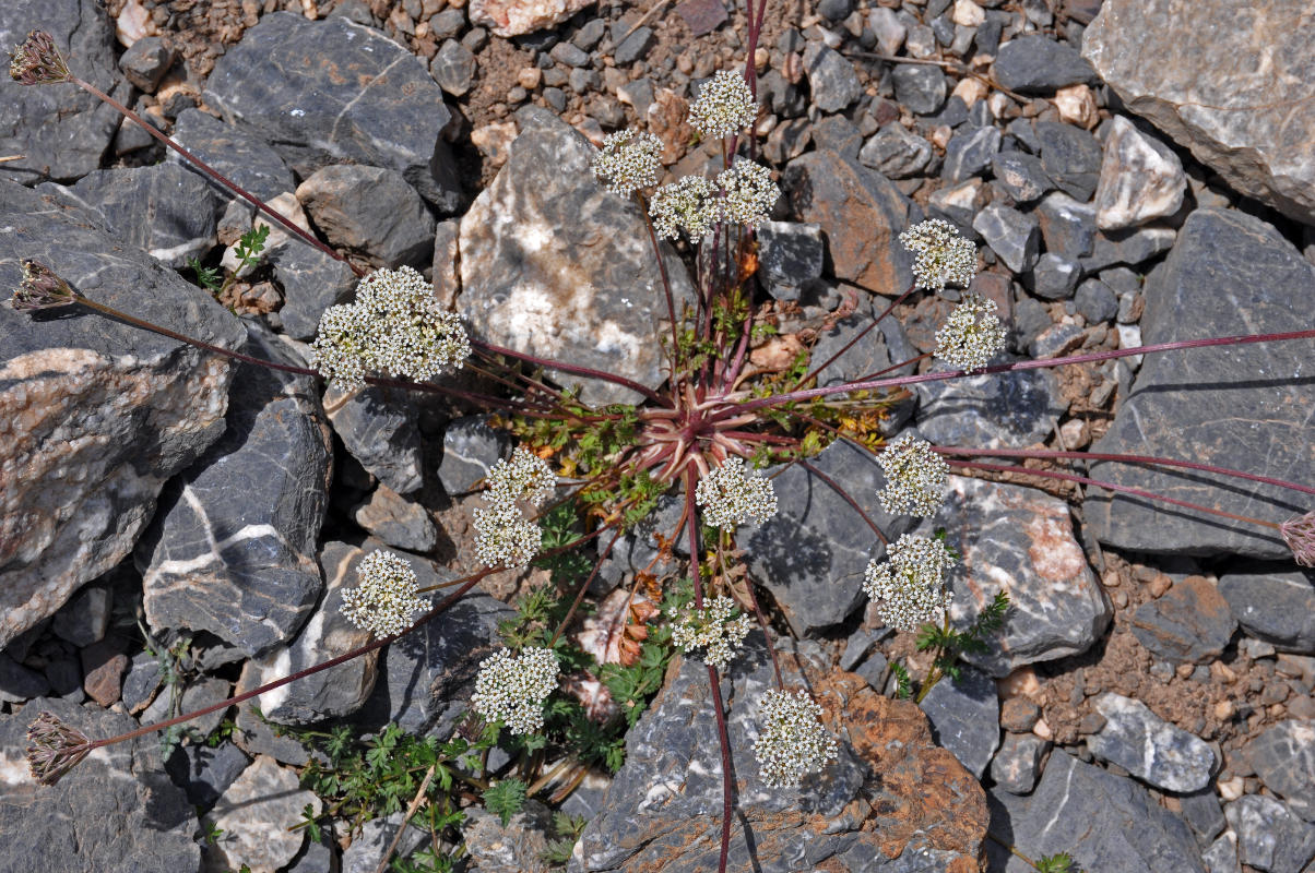 Image of Lomatocarpa albomarginata specimen.