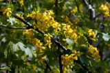 Ribes aureum. Часть цветущей ветви. Украина, Донецк, садовый участок. 23.04.2016.