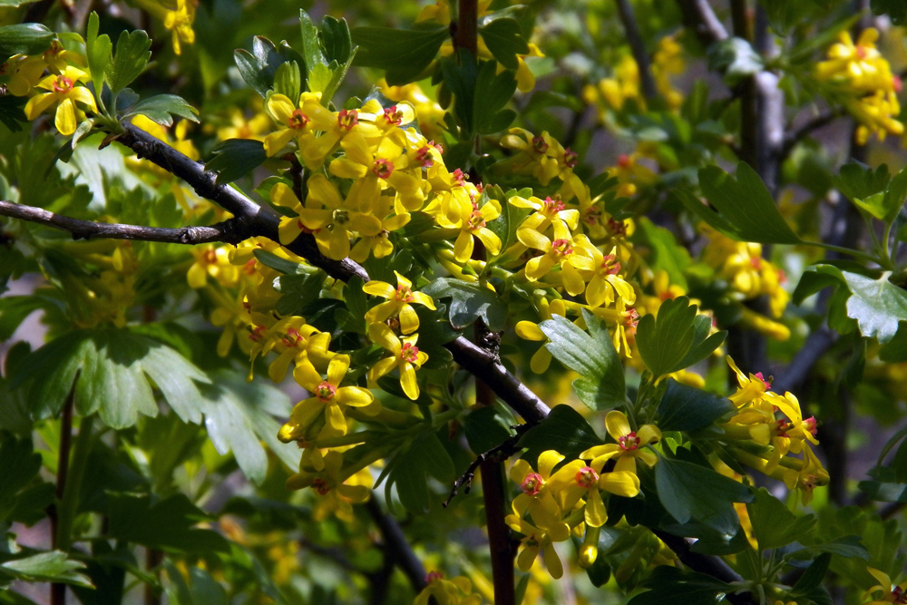 Image of Ribes aureum specimen.