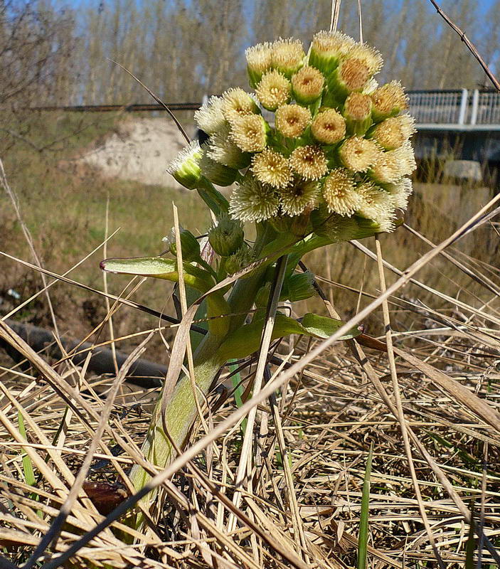 Image of Petasites spurius specimen.
