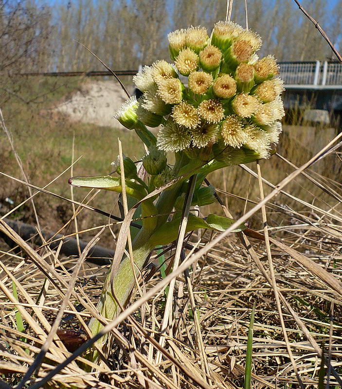 Изображение особи Petasites spurius.