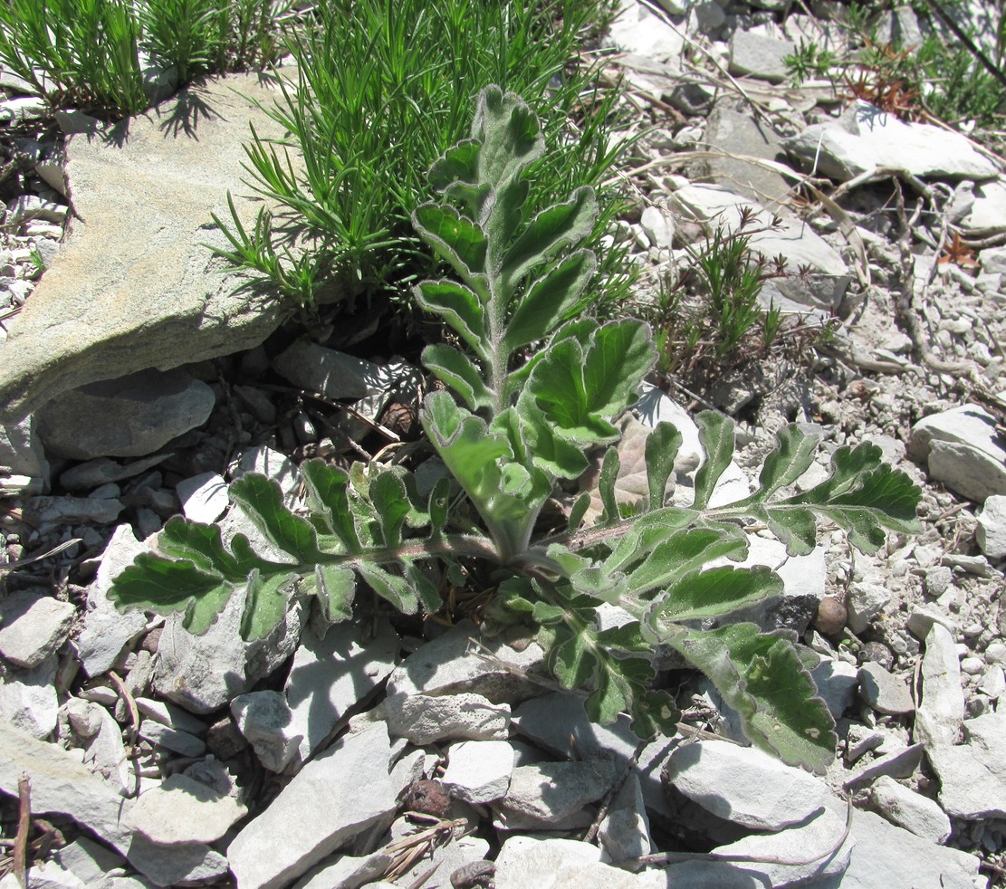 Image of familia Dipsacaceae specimen.