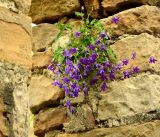 Campanula collina