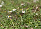 Bellis perennis. Цветущее растение. Грузия, Имеретия, окр. пос. Вардигора, дол. р. Дсуса, низкотравный луг. 06.05.2017.