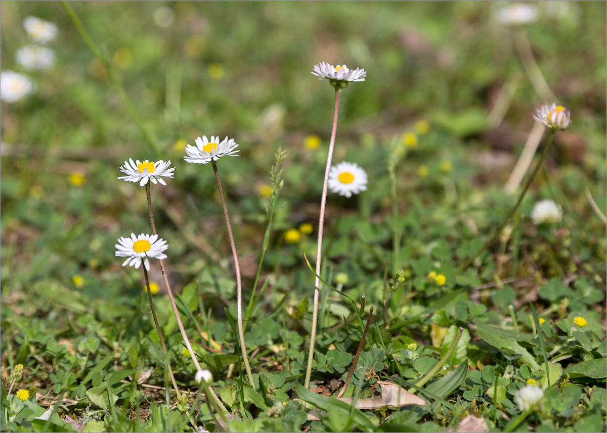 Image of Bellis perennis specimen.