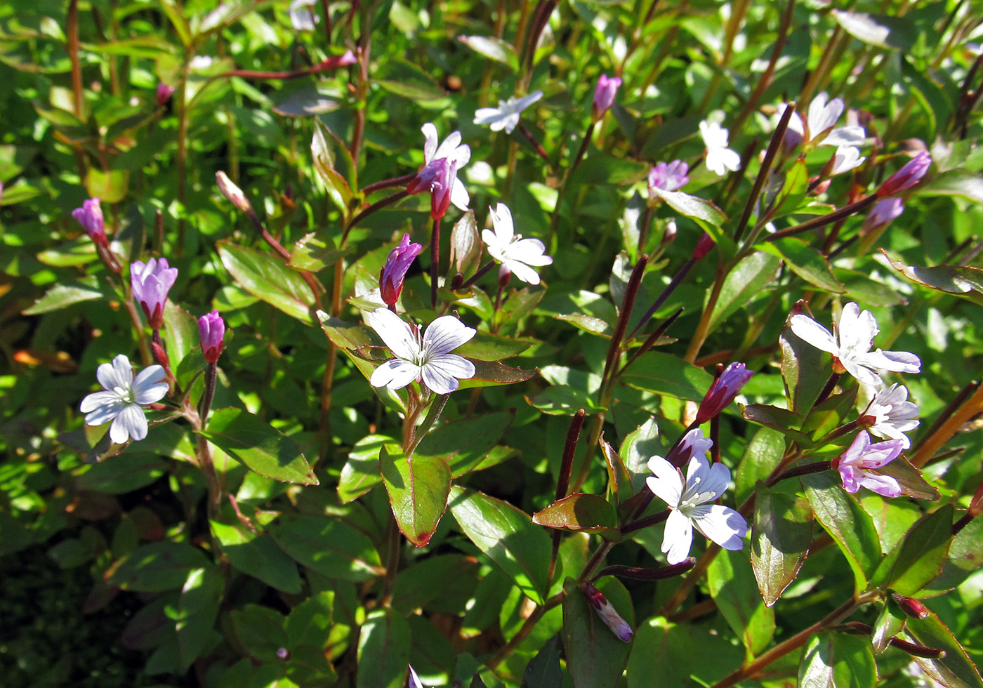 Изображение особи Epilobium hornemannii.