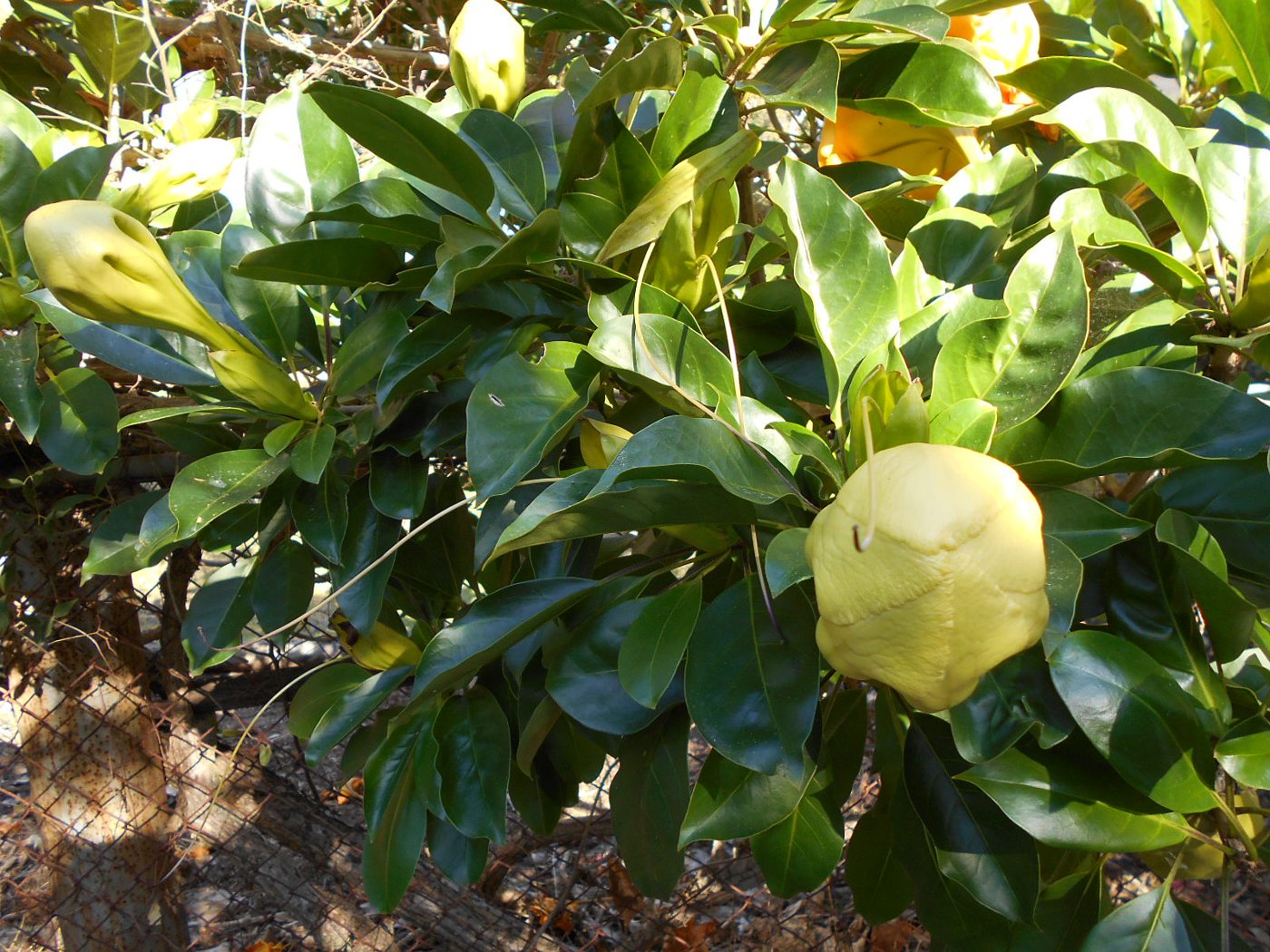 Image of Solandra maxima specimen.