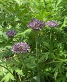 Allium struzlianum