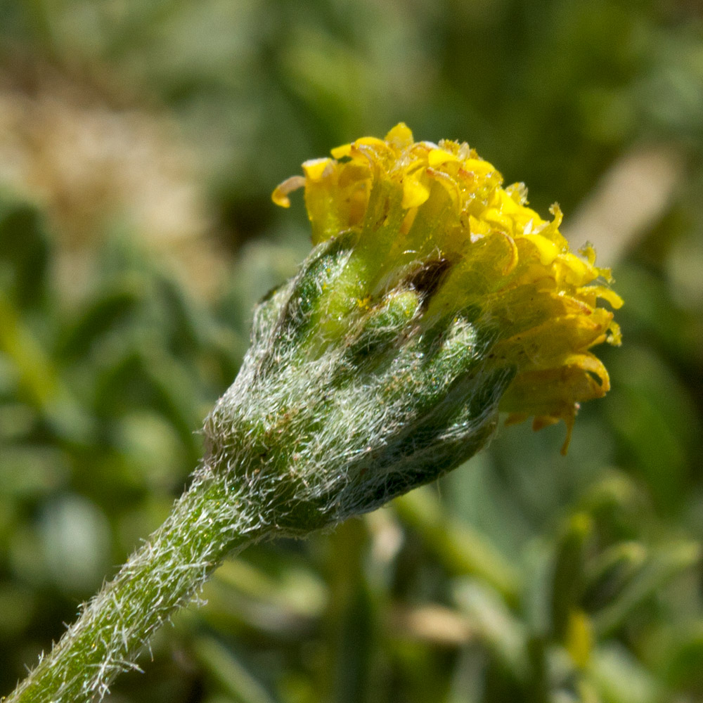 Изображение особи Anthemis rigida.