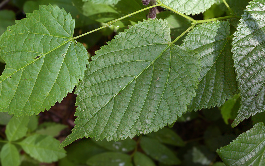 Изображение особи Tilia platyphyllos.